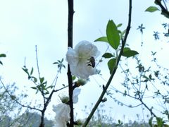 景点-南国桃园旅游度假区