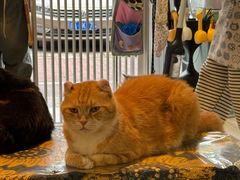 -平行世界·猫咖(首经贸店)