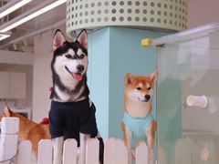 -怪兽屋·羊驼·猫咖·狗咖(俊华广场店)