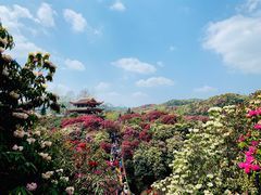 -贵州百里杜鹃风景名胜区