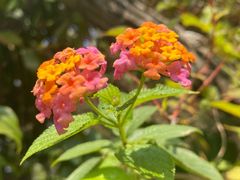 -广西壮族自治区药用植物园