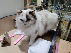 -藏猫猫咖啡主题馆(中央大道店)