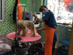 -东莞宠友24H宠物中心医院·转诊夜诊·异宠(新河北路院)