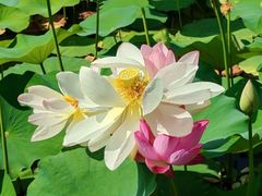 -莲花池公园