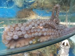 -蓝珊甄选海鲜自助·火锅大排档(近阿那亚店)