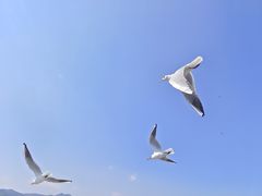 -海埂大坝