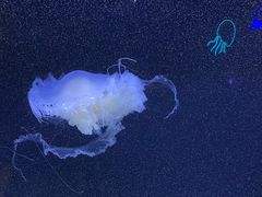-珠海长隆海洋王国