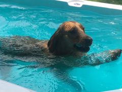 -翊宠yipet猫狗购宠庄园犬舍•猫舍