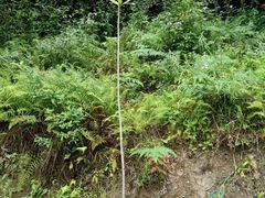 -武陵山森林公园