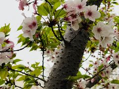 -高东镇樱花园