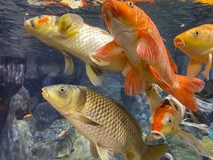 -上海海洋水族馆