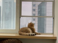 -Heymao猫咖.咖啡厅(东门店)