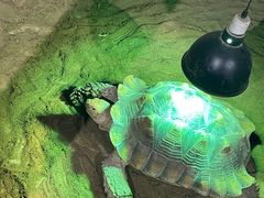 -萌宠奇缘(荣鼎店)