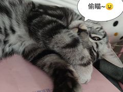 -瑞派长江宠物医院·猫科·外科·24小时夜护(谊城公寓分院)