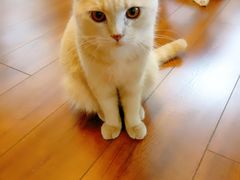 -Meowの猫咖(万家丽店)