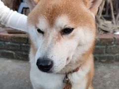 -柴犬高等学院·狗咖·柴犬售卖·宠物训练