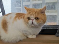 -喵园·猫主题咖啡厅·撸猫·猫咖(国贸店)