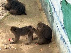 -西霞口神雕山野生动物世界