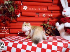 -超宠爱宠物摄影-Super pet