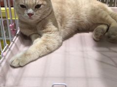 -藏猫猫咖啡主题馆(中央大道店)