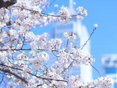 -西北湖绿化广场