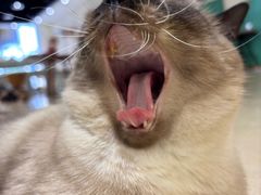 -藏猫猫咖啡主题馆(中央大道店)