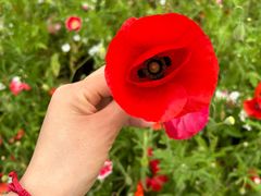 -春花秋色城市公园