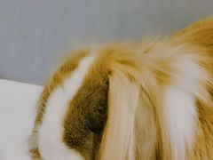 -RU DUCK柯尔鸭公社·撸鸭俱乐部·羊驼·小香猪