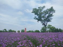 -同里国家湿地公园