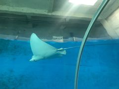 -北戴河圣蓝海洋公园