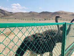 -新疆天山野生动物园