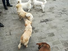 -老殷锅仔