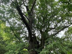 -西湖风景区十里琅珰-五云山