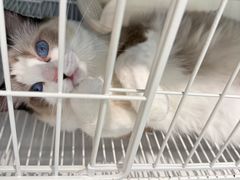 -翊宠yipet猫狗购宠庄园犬舍•猫舍