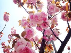 高东镇樱花园-高东镇樱花园