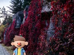 -五营红松林海景区