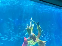 -海合安成都极地海洋公园