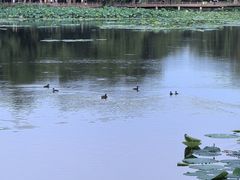 -长春市南湖公园