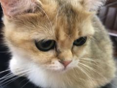 -猫小院猫主题餐厅(三里屯店)
