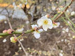 -广州市流溪河国家森林公园