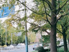 -三里屯东五街银杏大道