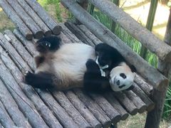 -大连森林动物园