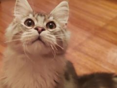 -momokira米努特·德文卷毛猫·棉花面纱犬