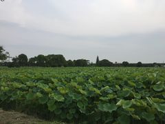 -嘉北郊野公园