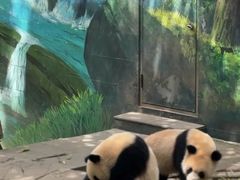 -中国大熊猫保护研究中心雅安碧峰峡基地