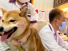 -宠爱国际动物医院·消化内科·心肾内科·ISFM猫友好(望京店)