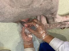 -宠颐生动物医院·心脏科·保险定点(锦阳分院)