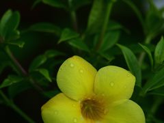 -新加坡植物园