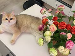 -东方名猫馆·英短金渐层布偶猫舍(环线广场1号楼店)