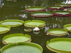 -国家植物园南园